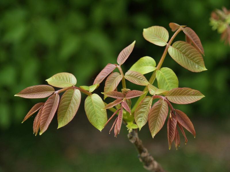 Cambridge, England: Roseford Road: young walnut (Juglans) leaves