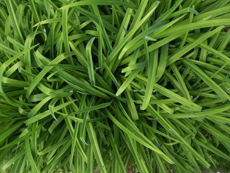 Cambridge, England: Roseford Road: Day lily leaves
