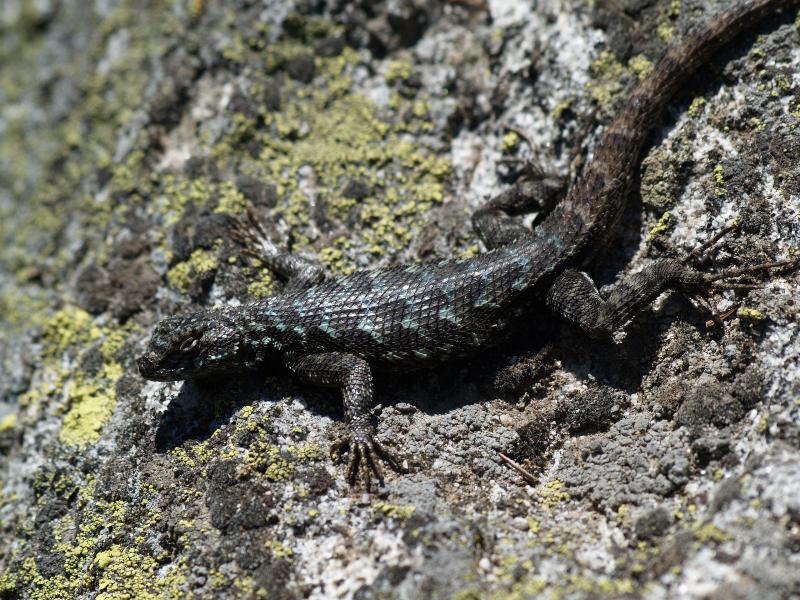Yosemite National Park, California (CA): Glacier Point: lizard