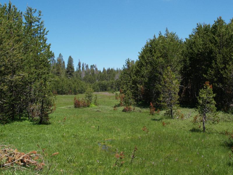 Yosemite National Park, California (CA): road to Glacier Point: meadow