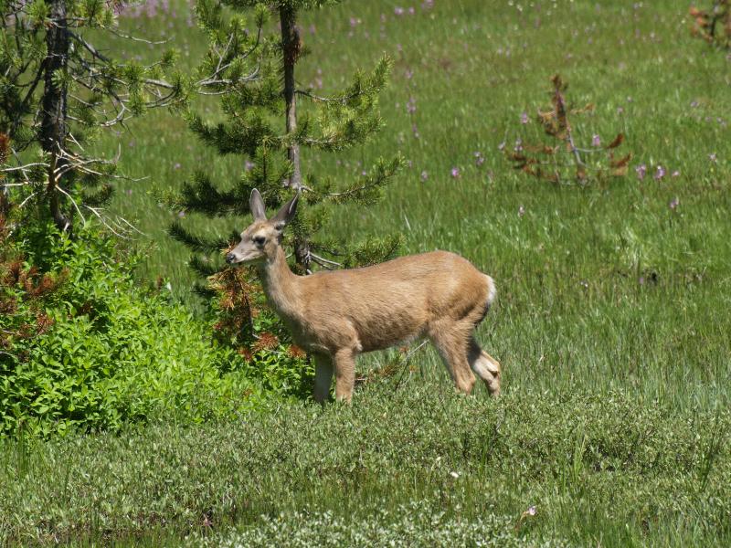 Yosemite National Park, California (CA): road to Glacier Point: Mule Deer