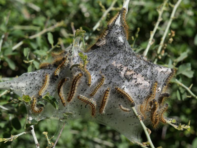 Yosemite National Park, California (CA): Mariposa Grove: California Tent Caterpillars (Malacosoma californicum)