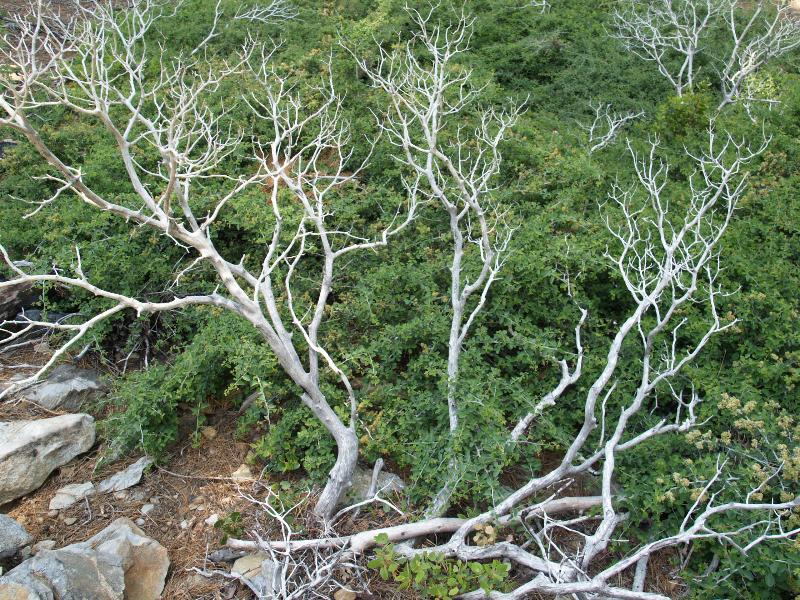 Yosemite National Park, California (CA): Mariposa Grove: branches of dead tree