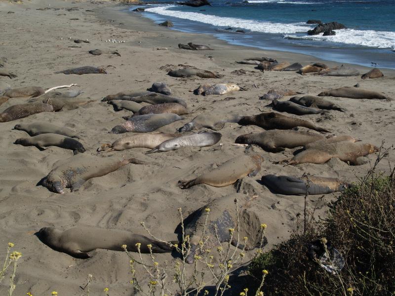 Highway 1, California (CA): seashore: elephant seals sleeping