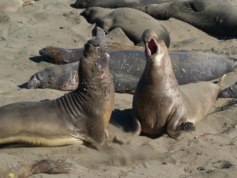 Highway 1, California (CA): seashore: elephant seals sparring