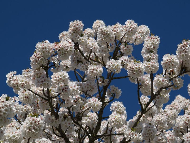 Cambridge, England: Roseford Road: cherry tree in flower
