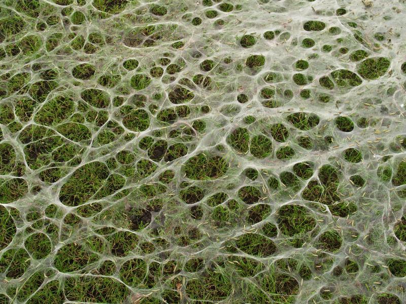 Cambridge, England: Jesus Green: bird-cherry ermine moth caterpillars (Yponomeuta evonymella) nest remains on ground