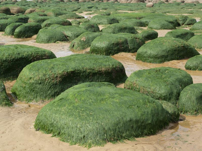 Hunstanton, England: beach: seaweed on rocks