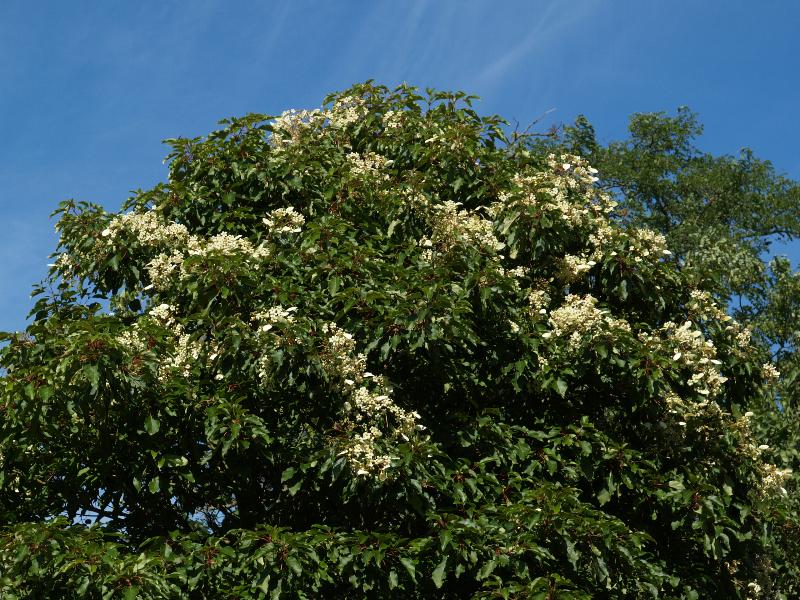 Cambridge, England: Botanic Garden: Emmenopterys henryi (rare UK flowering)