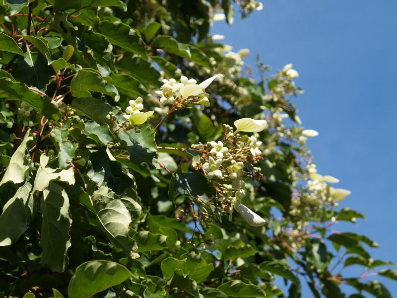 Cambridge, England: Botanic Garden: Emmenopterys henryi, detail (rare UK flowering)