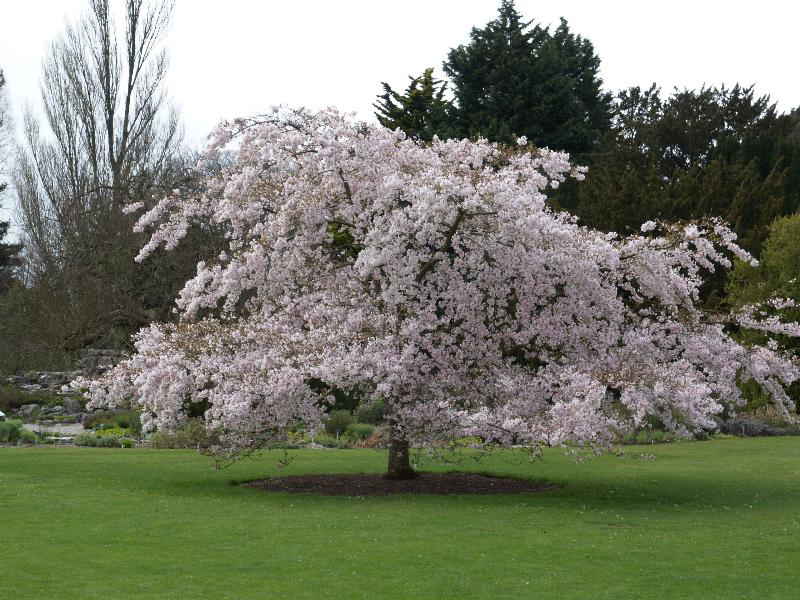 Cambridge, England: Botanic Garden: Yoshino cherry tree (Prunus x yedoensis)