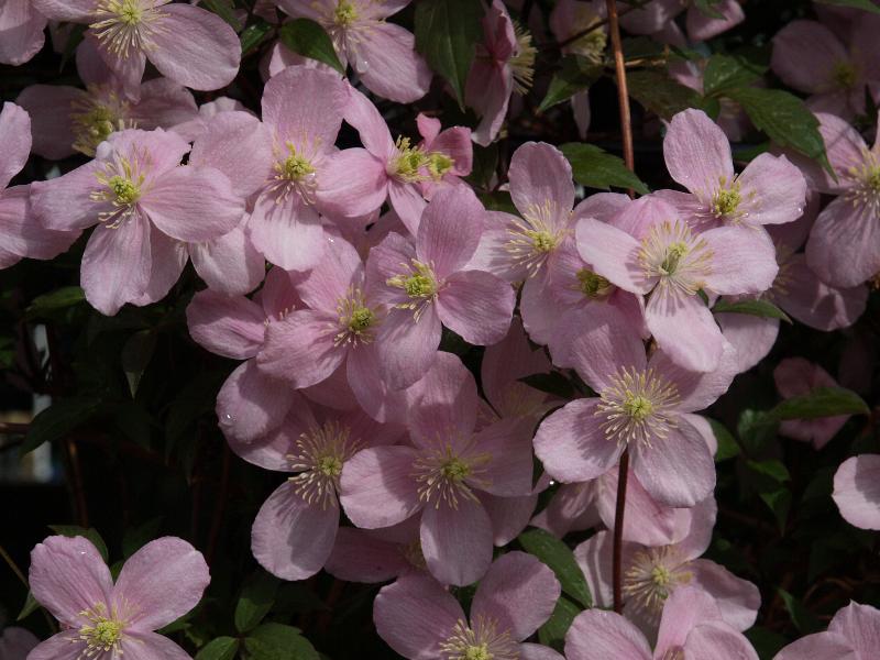 Cambridge, England: Warwick Road: pink Clematis