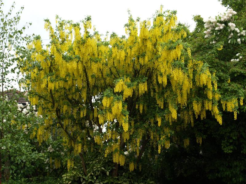 Cambridge, England: Roseford Road: Common Laburnum (Laburnum anagyroides, Laburnum vulgare)