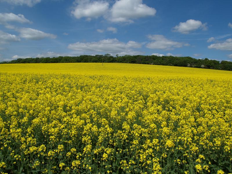 Staughton Green, England: B645: oil rape seed field