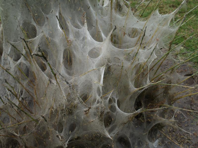 Cambridge, England: Jesus Green: bird-cherry ermine moth caterpillars (Yponomeuta evonymella) nest at base of tree