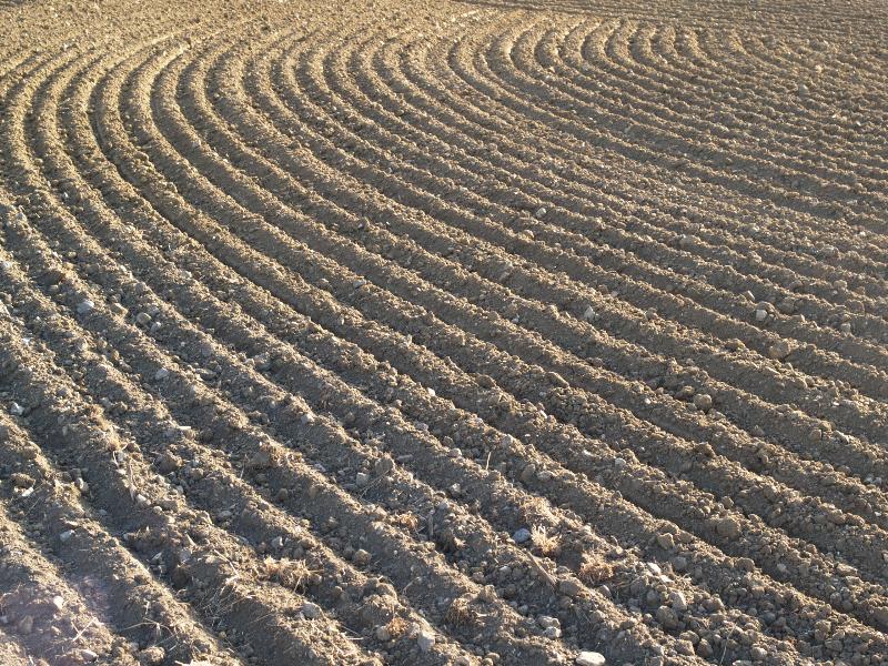 Cambridge, England: Darwin Green: circular pattern in ploughed and tilled field