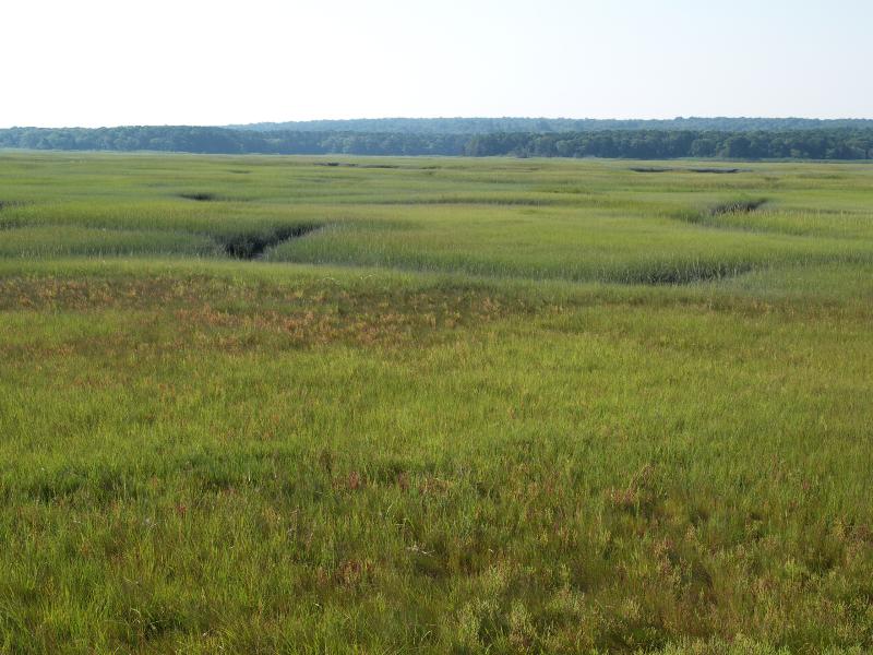Sandwich, Massachusetts (MA): marsh