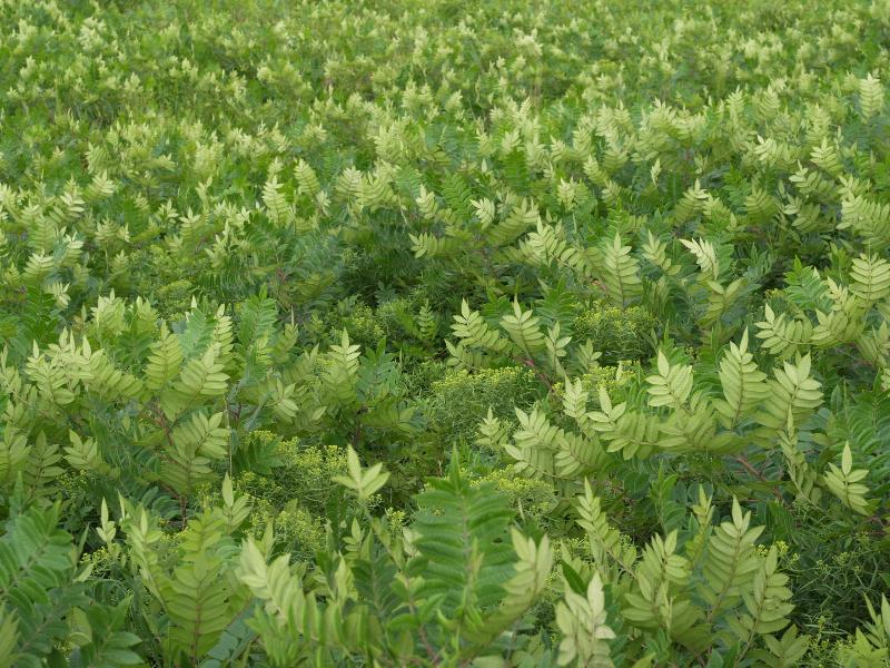 Aquinnah, Massachusetts (MA): Gay Head Cliffs: foliage on trail to beach