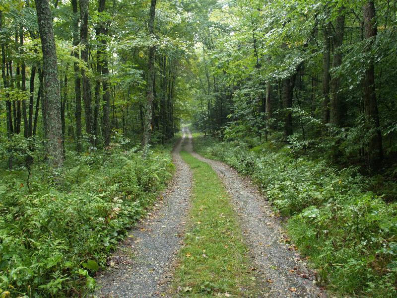 Plainfield, Massachusetts (MA): River Road: view down road through forest