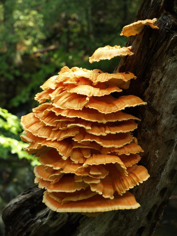 Plainfield, Massachusetts (MA): River Road: fungus on tree stump