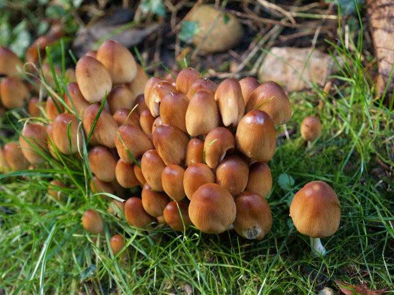 Cambridge, England: Roseford Road: Coprinus micaceus mushroom