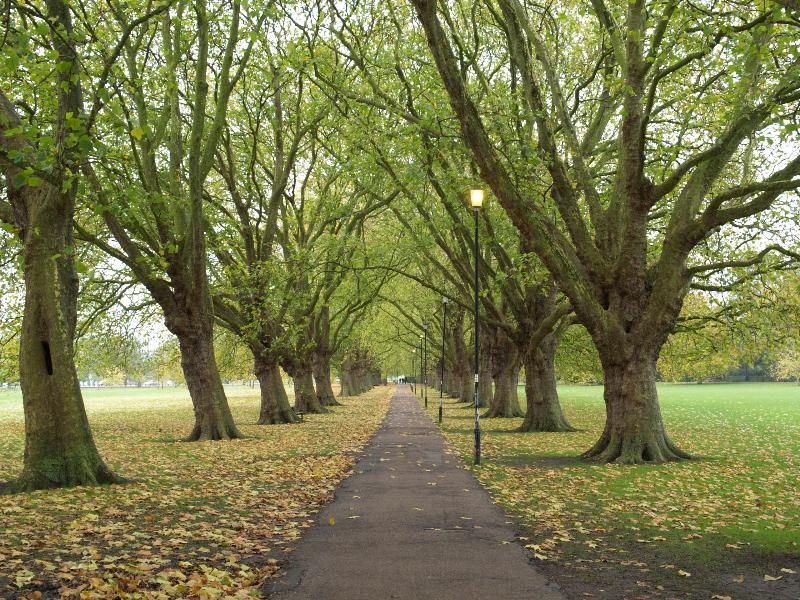 Cambridge, England: Jesus Green: Plane trees (Platanus), late autumn