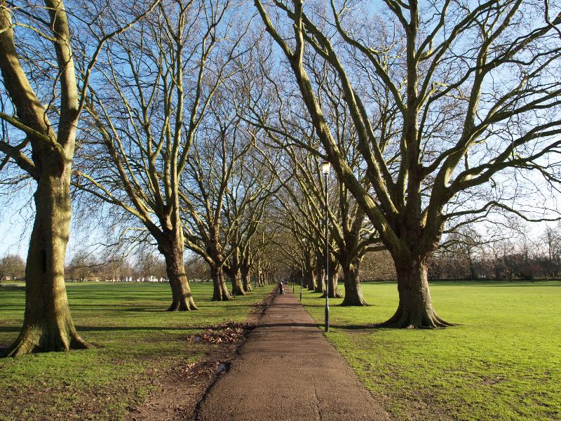 Cambridge, England: Jesus Green: Plane trees (Platanus), sunny winter day