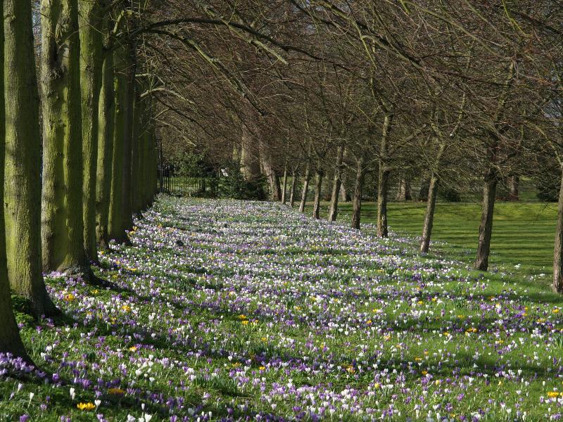 Cambridge, England: Trinity College: crocuses along The Avenue