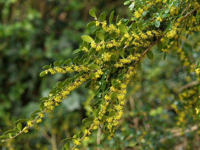 Cambridge, England: Roseford Road: Azara microphylla