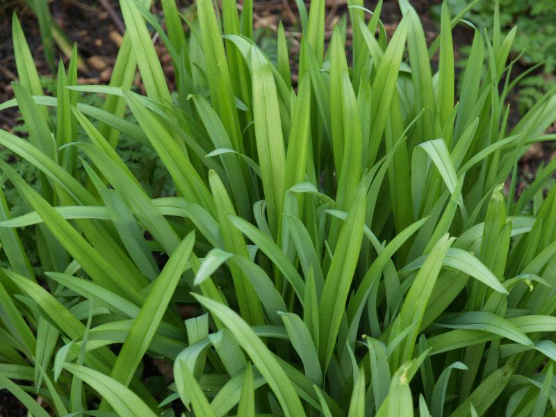 Cambridge, England: Roseford Road: Day lily leaves