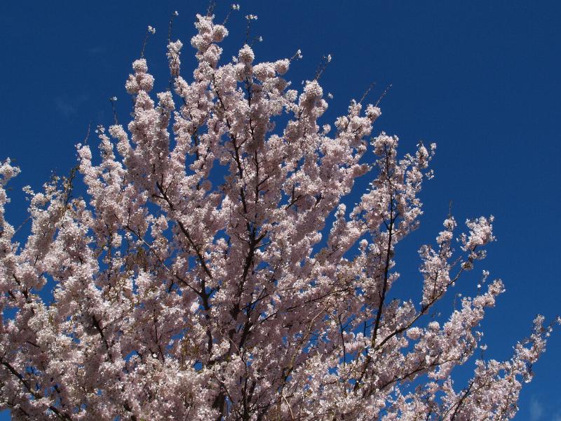 Cambridge, England: Perse Way: light pink cherry blossoms