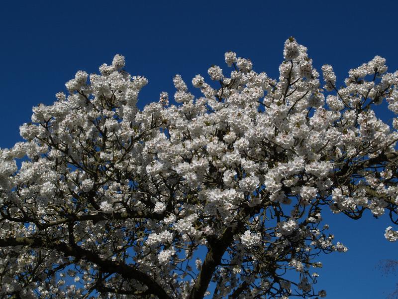 Cambridge, England: Roseford Road: white cherry blossoms