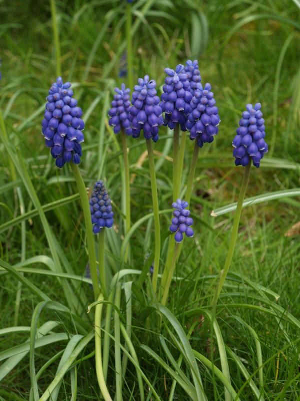 Cambridge, England: Roseford Road: Grape Hyacinth (Muscari)