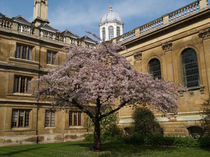 Cambridge, England: Clare College: cherry tree blossoms with chapel behind
