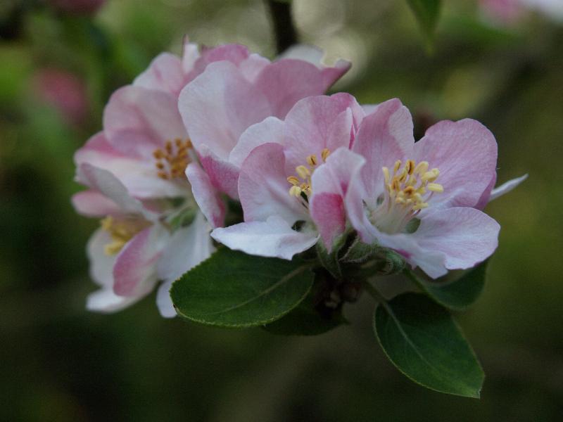 Cambridge, England: Roseford Road: apple blossoms