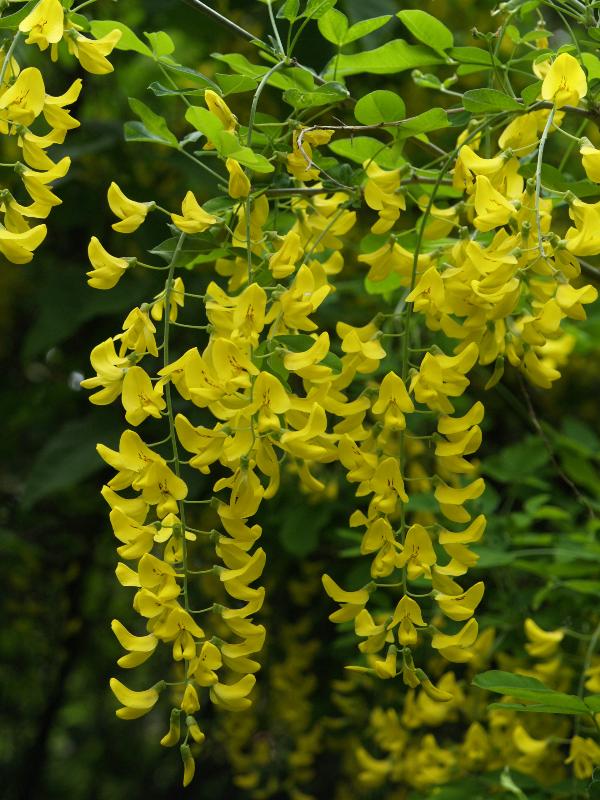Cambridge, England: Roseford Road: Laburnum blossoms