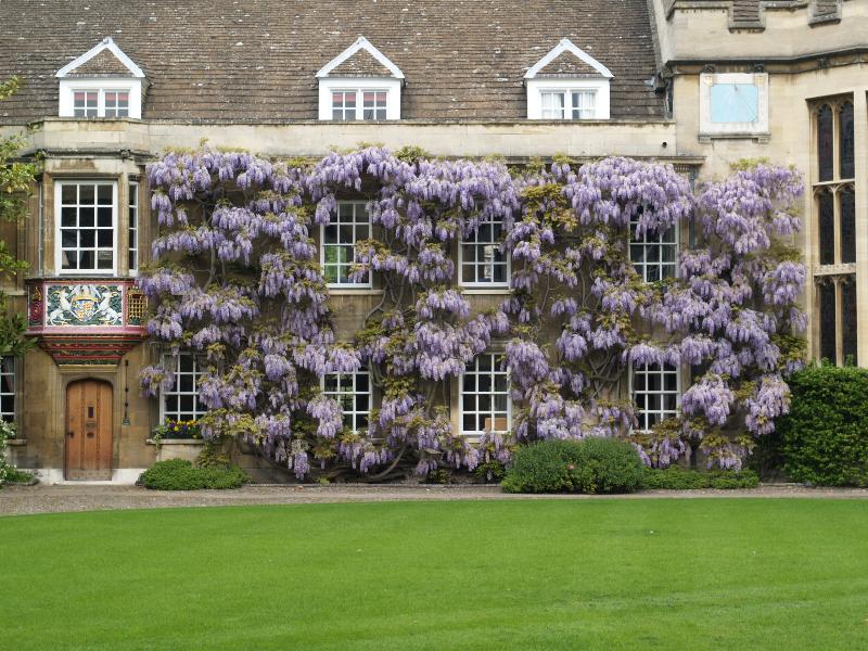 Cambridge, England: Christ's College: Master's Lodge, wisteria