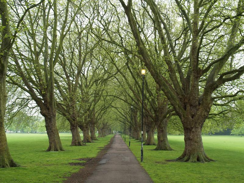 Cambridge, England: Jesus Green: Plane trees (Platanus), spring