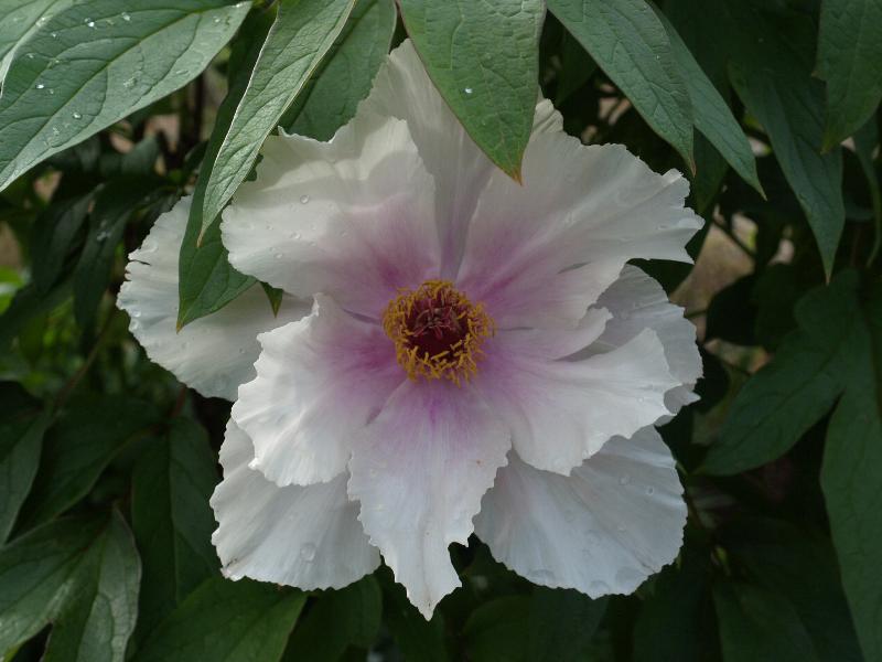 Cambridge, England: St Catharine's College: white peony
