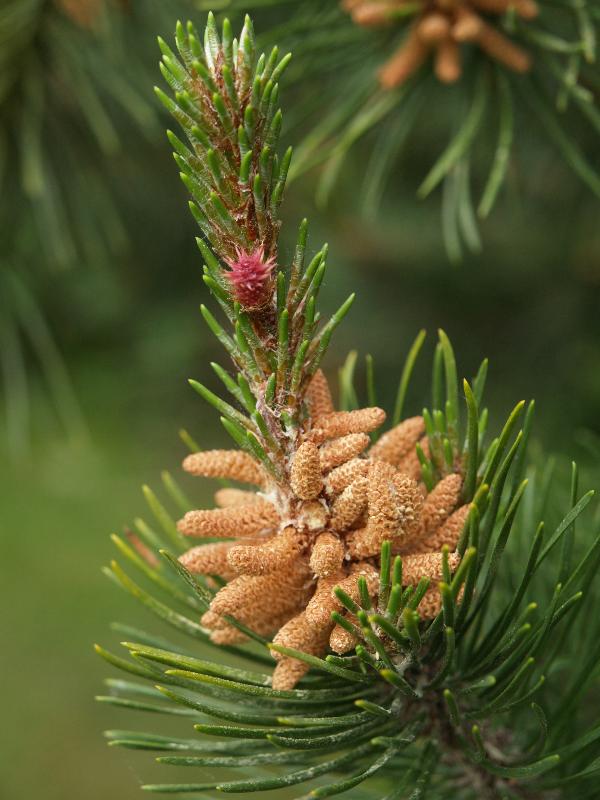 Cambridge, England: Histon Road: male and female cones