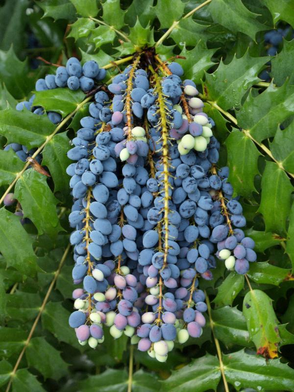 Cambridge, England: Roseford Road: Mahonia berries