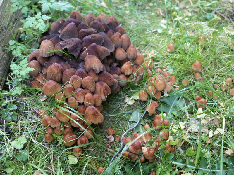 Cambridge, England: Roseford Road: brown mushrooms