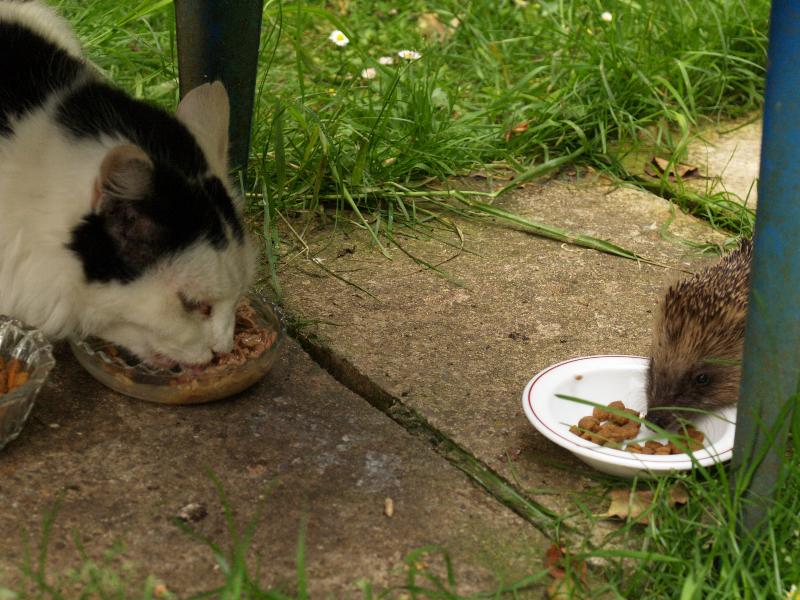 Cambridge, England: Roseford Road: Mangus (the cat) and hedgehog eating together