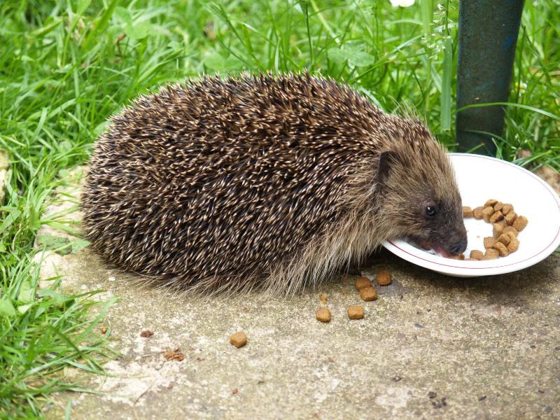 Cambridge, England: Roseford Road: hedgehog eating cat food