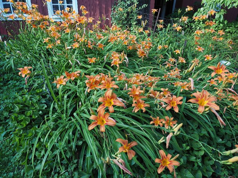 Northampton, Massachusetts (MA): Jackson Street: orange Daylily
