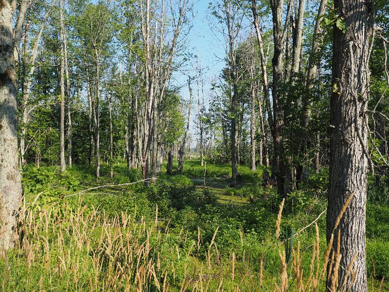 Basom, New York (NY): Iroquois National Wildlife Refuge: view of trees over swampy area
