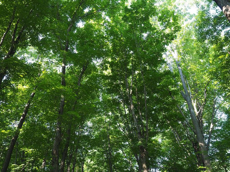 Basom, New York (NY): Iroquois National Wildlife Refuge: tree tops