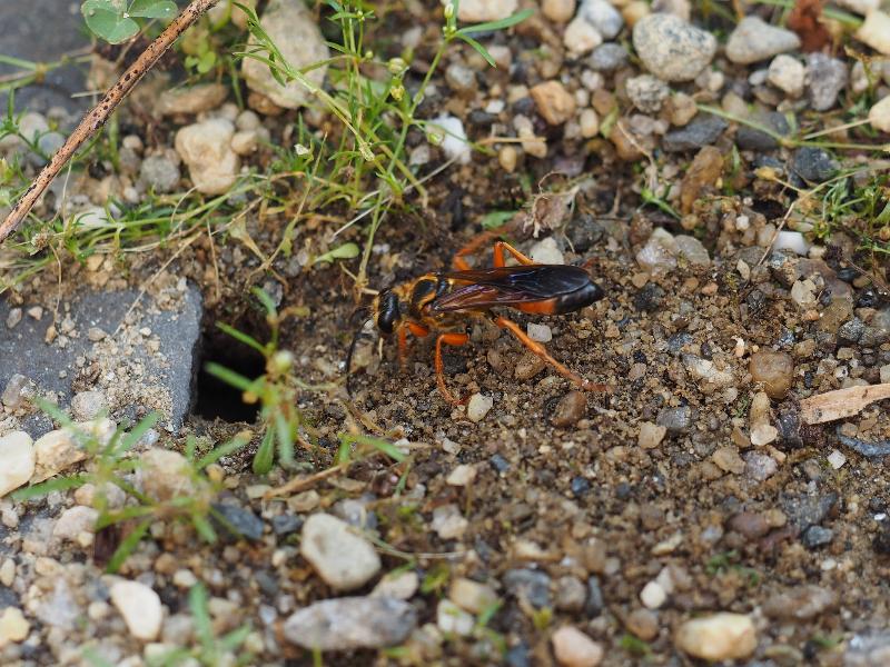 Northampton, Massachusetts (MA): Jackson Street: Great Golden Digger wasp