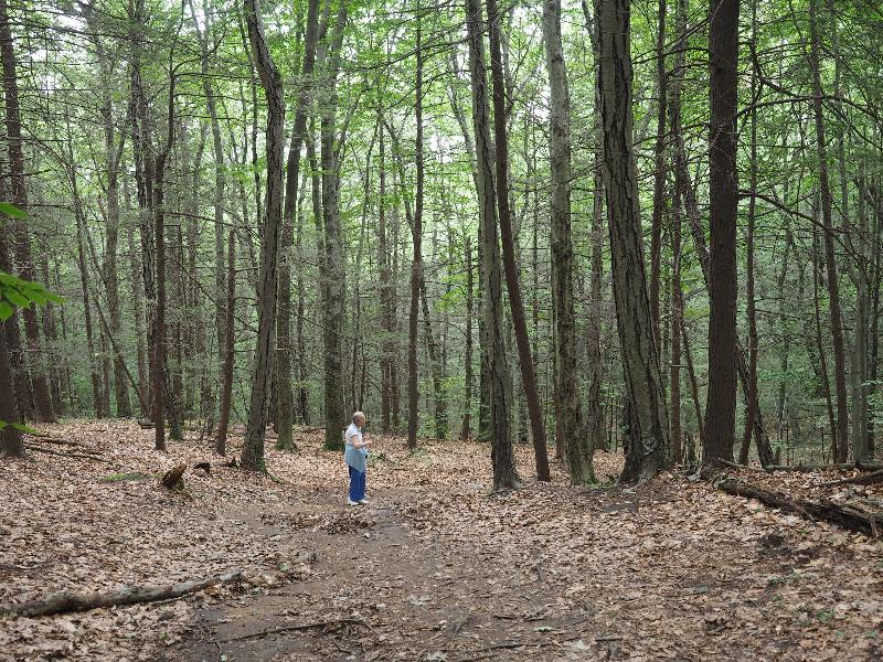 Hadley, Massachusetts (MA): Joseph Allen Skinner State Park: woods