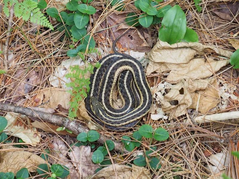 Plainfield, Massachusetts (MA): Lincoln Hill (Lincoln Street): garter snake sleeping in the woods